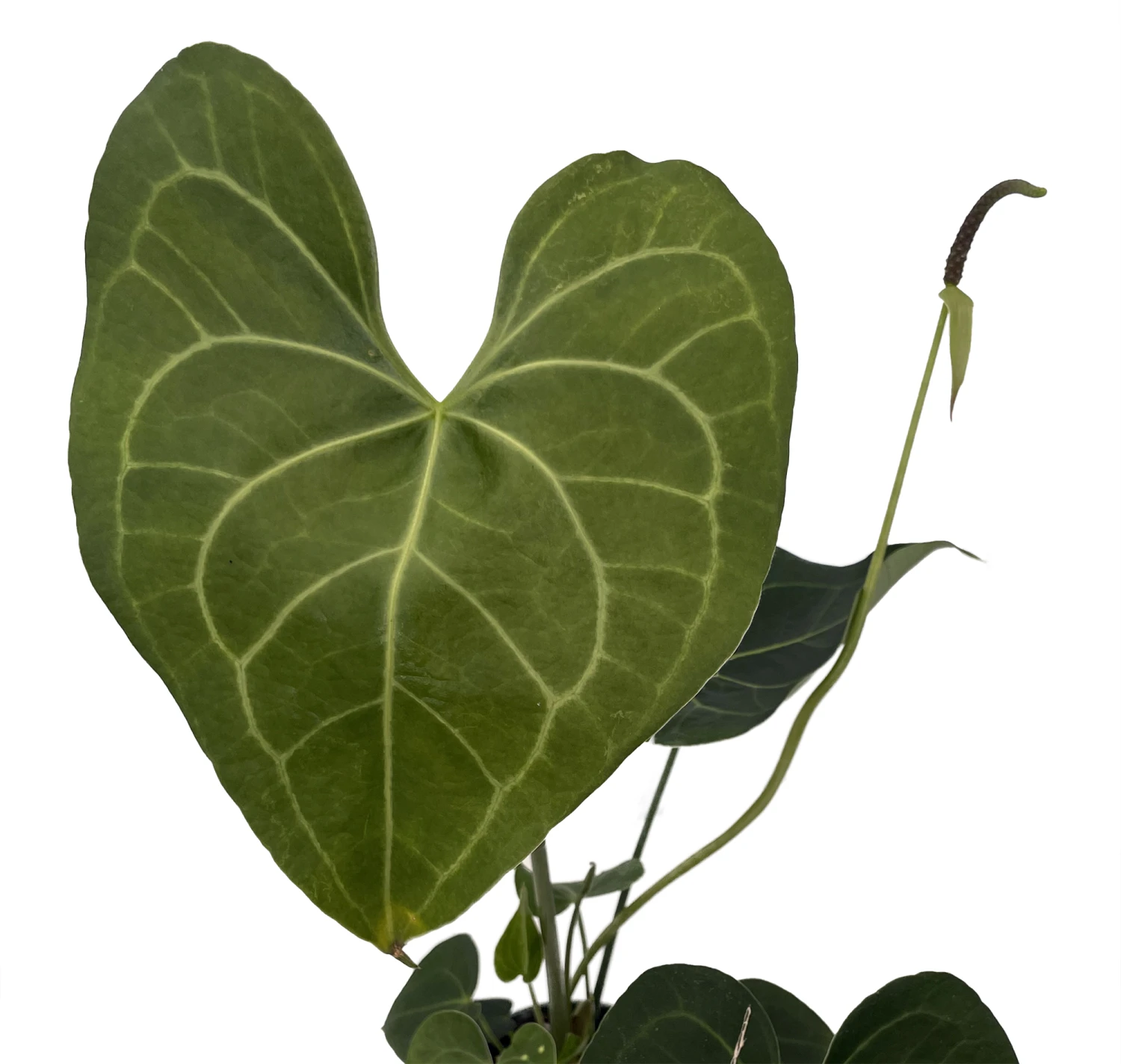 Pterodactyl Anthurium Plant - Easy To Grow - House Plant - 4" Pot - Great Gift 4 Pterodactyl Anthurium Plant - Easy To Grow - House Plant - 4" Pot - Great Gift - Image 2