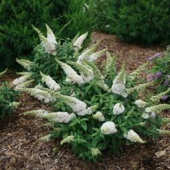 Pugster White®Butterfly Bush - 4" Pot - Buddleia - Proven Winners