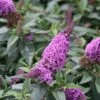 Pugster Periwinkle® Butterfly Bush - 4" Pot - Buddleia - Proven Winners 2 Pugster Periwinkle® Butterfly Bush - 4" Pot - Buddleia - Proven Winners -Cheap Plants Store pugster periwinkle butterfly bush flowers 52175.1615344651
