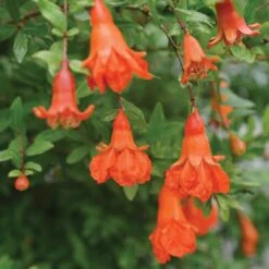 Peppy Le Pom⢠- Pomegranate - Punica Granatum - 4" Pot