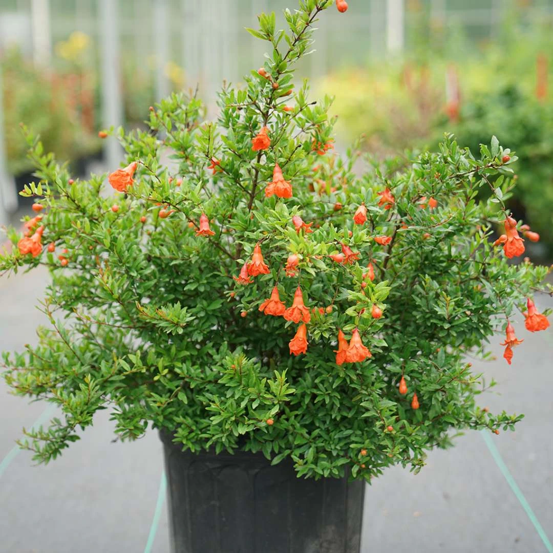 Peppy Le Pom™ - Pomegranate - Punica Granatum - 4" Pot 4 Peppy Le Pom™ - Pomegranate - Punica Granatum - 4" Pot - Image 2