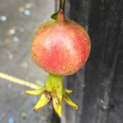 Peppy Le Pom™ - Pomegranate - Punica Granatum - 4" Pot 7 Peppy Le Pom™ - Pomegranate - Punica Granatum - 4" Pot -Cheap Plants Store punica peppy le pom 3 1080 1080 60 23240.1615344712