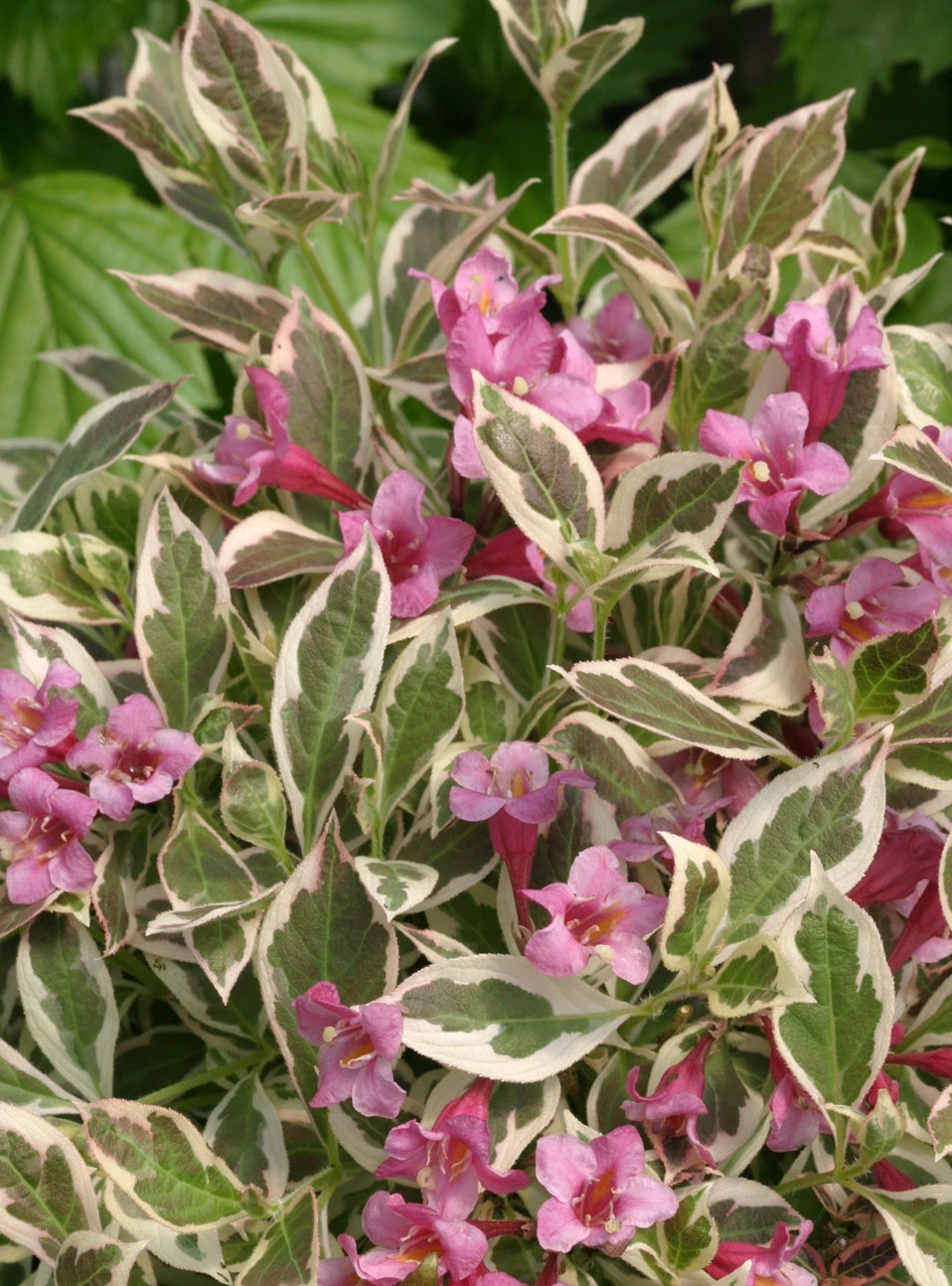 My Monet Purple Effect® Weigela - Proven Winners - 4" Pot 3 My Monet Purple Effect® Weigela - Proven Winners - 4" Pot
