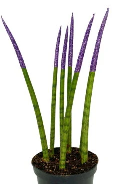 Make-Upz Glitter Purple Bamboo Shoots Snake Plant - Sansevieria - 6" Pot 7 Make-Upz Glitter Purple Bamboo Shoots Snake Plant - Sansevieria - 6" Pot -Cheap Plants Store purpletips 40776.1690831071