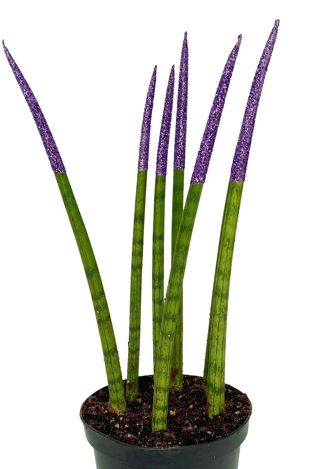 Make-Upz Glitter Purple Bamboo Shoots Snake Plant - Sansevieria - 6" Pot 5 Make-Upz Glitter Purple Bamboo Shoots Snake Plant - Sansevieria - 6" Pot - Image 3