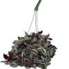 Purple Tradescantia - 6" Hanging Basket - Easy To Grow House Plant 1 Purple Tradescantia - 6" Hanging Basket - Easy To Grow House Plant -Cheap Plants Store purptrad6hb 49411.1649330626