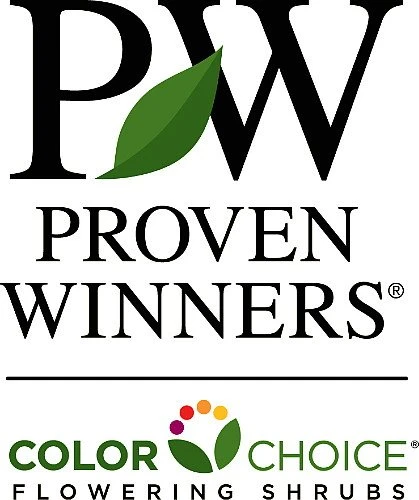 Pinky Winky ® Hydrangea Bush - Potted - Proven Winners - 4" Pot 5 Pinky Winky ® Hydrangea Bush - Potted - Proven Winners - 4" Pot - Image 3