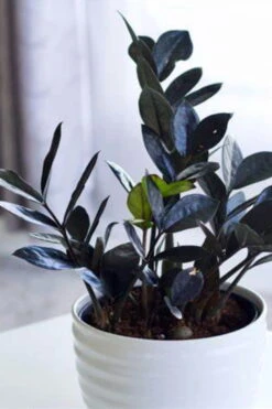 Black Queen ZZ Plant - Zamioculcas - 4" Pot - Collector's 15 Black Queen ZZ Plant - Zamioculcas - 4" Pot - Collector's -Cheap Plants Store queen1 15939.1686716411
