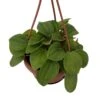 Rana Verde Rippled Peperomia Chinese Money Plant - 4" Mini Hanging Basket 2 Rana Verde Rippled Peperomia Chinese Money Plant - 4" Mini Hanging Basket -Cheap Plants Store ranaver4mhb 25848.1693757868