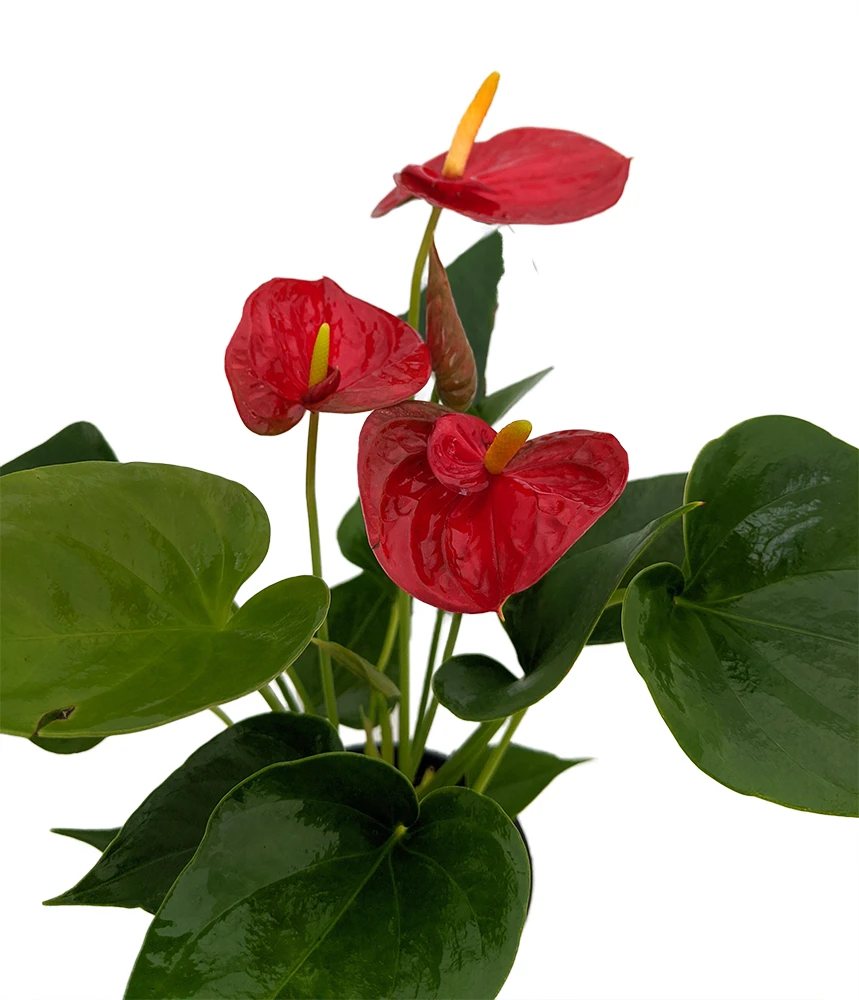 Red Heart Anthurium Plant - 6" Hanging Basket - Easy Blooming House Plant 4 Red Heart Anthurium Plant - 6" Hanging Basket - Easy Blooming House Plant - Image 2