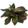 Red Valentine Chinese Evergreen Plant - Aglaonema - Grows In Dim Light - 5" Pot 1 Red Valentine Chinese Evergreen Plant - Aglaonema - Grows In Dim Light - 5" Pot -Cheap Plants Store redvalag5 43769.1665775330