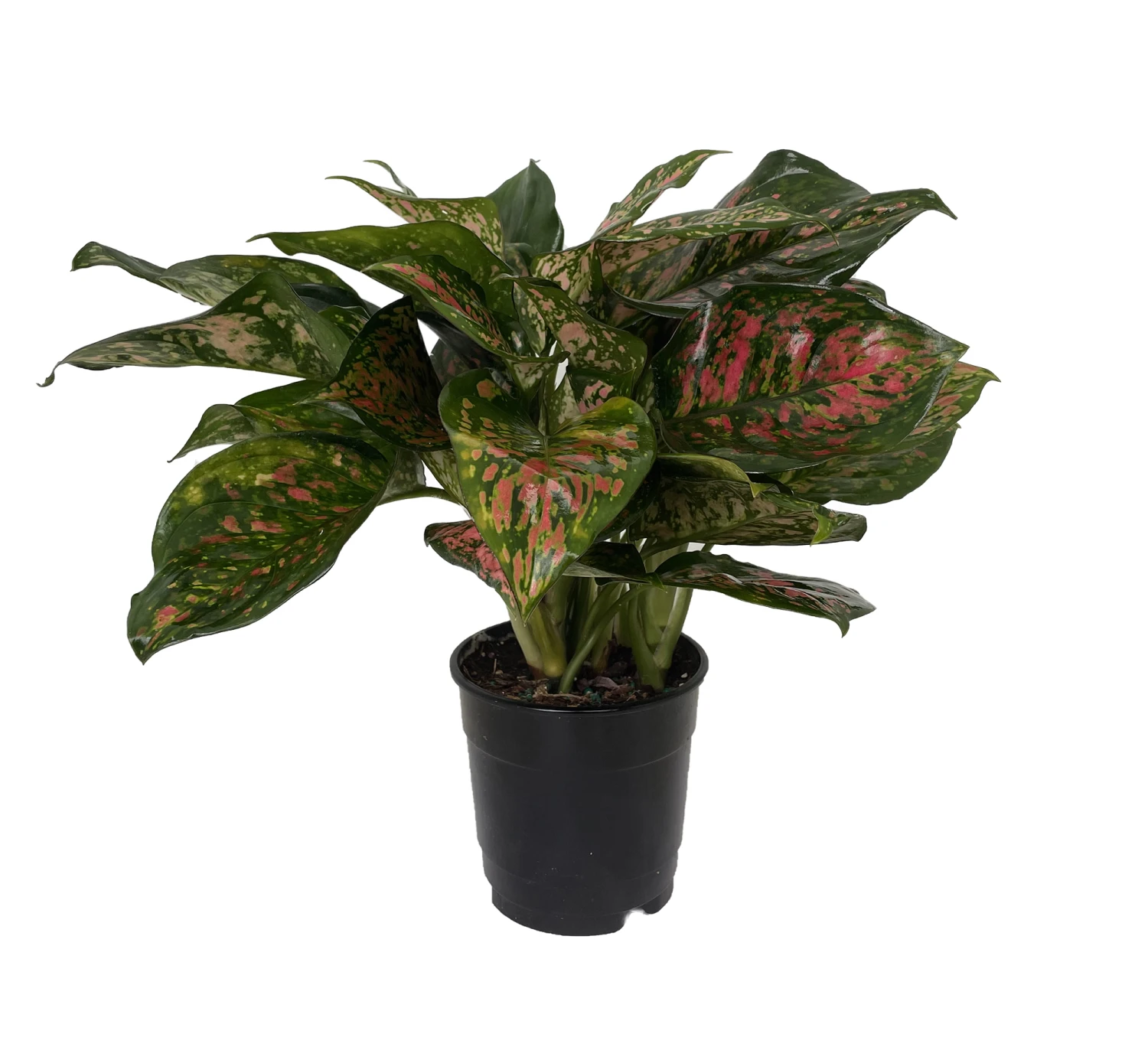 Red Valentine Chinese Evergreen Plant - Aglaonema - Grows In Dim Light - 5" Pot 4 Red Valentine Chinese Evergreen Plant - Aglaonema - Grows In Dim Light - 5" Pot - Image 2