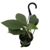 Dragon Tail Philodendron - Rhaphidorphora Decursiva - 4" Hanging Basket 1 Dragon Tail Philodendron - Rhaphidorphora Decursiva - 4" Hanging Basket -Cheap Plants Store rhapdt4hbnew 98859.1692990111