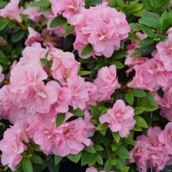 Perfecto Mundo™ Double Pink Azalea Rhododendron - 4" Pot - Proven Winners 8 Perfecto Mundo™ Double Pink Azalea Rhododendron - 4" Pot - Proven Winners -Cheap Plants Store rhododendron perfecto mundo double pink 1 1080 1080 60 57566.1615344699