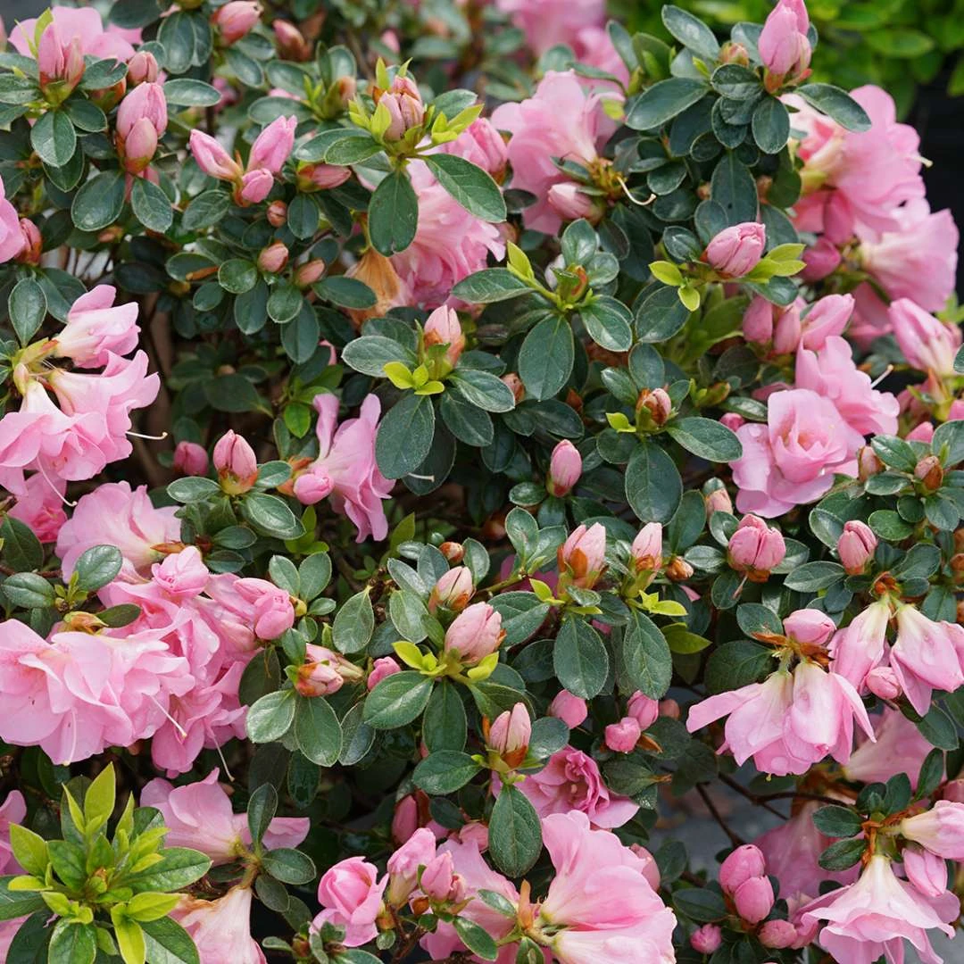 Perfecto Mundo™ Double Pink Azalea Rhododendron - 4" Pot - Proven Winners 3 Perfecto Mundo™ Double Pink Azalea Rhododendron - 4" Pot - Proven Winners