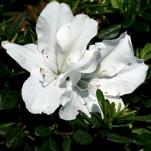 White Bloom-A-Thon® Everblooming Azalea - Everblooming -Proven Winners- 4" Pot 4 White Bloom-A-Thon® Everblooming Azalea - Everblooming -Proven Winners- 4" Pot - Image 2
