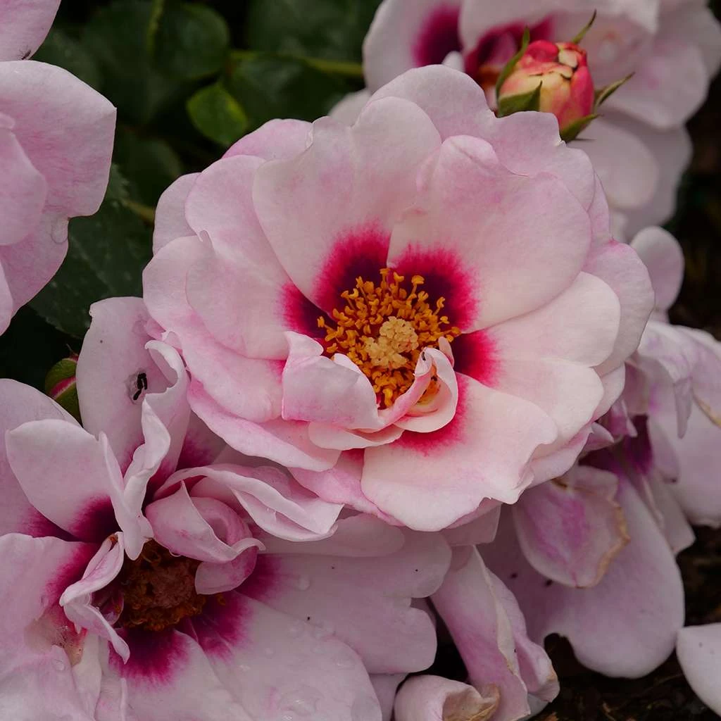 RINGO® Double Pink Landscape Rose - Proven Winners - 4" Pot 3 RINGO® Double Pink Landscape Rose - Proven Winners - 4" Pot - Image 2