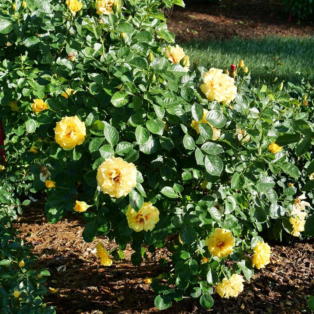 Rise Up™ Ringo® Climbing Rose - Proven Winners - 4" Pot 4 Rise Up™ Ringo® Climbing Rose - Proven Winners - 4" Pot - Image 2