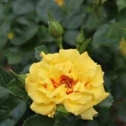 Rise Up™ Ringo® Climbing Rose - Proven Winners - 4" Pot 10 Rise Up™ Ringo® Climbing Rose - Proven Winners - 4" Pot -Cheap Plants Store rosa rise up ringo 2 1080 1080 60 05883.1654621680