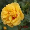 Rise Up™ Ringo® Climbing Rose - Proven Winners - 4" Pot 2 Rise Up™ Ringo® Climbing Rose - Proven Winners - 4" Pot -Cheap Plants Store rosa rise up ringo 4 1080 1080 60 74506.1654621679