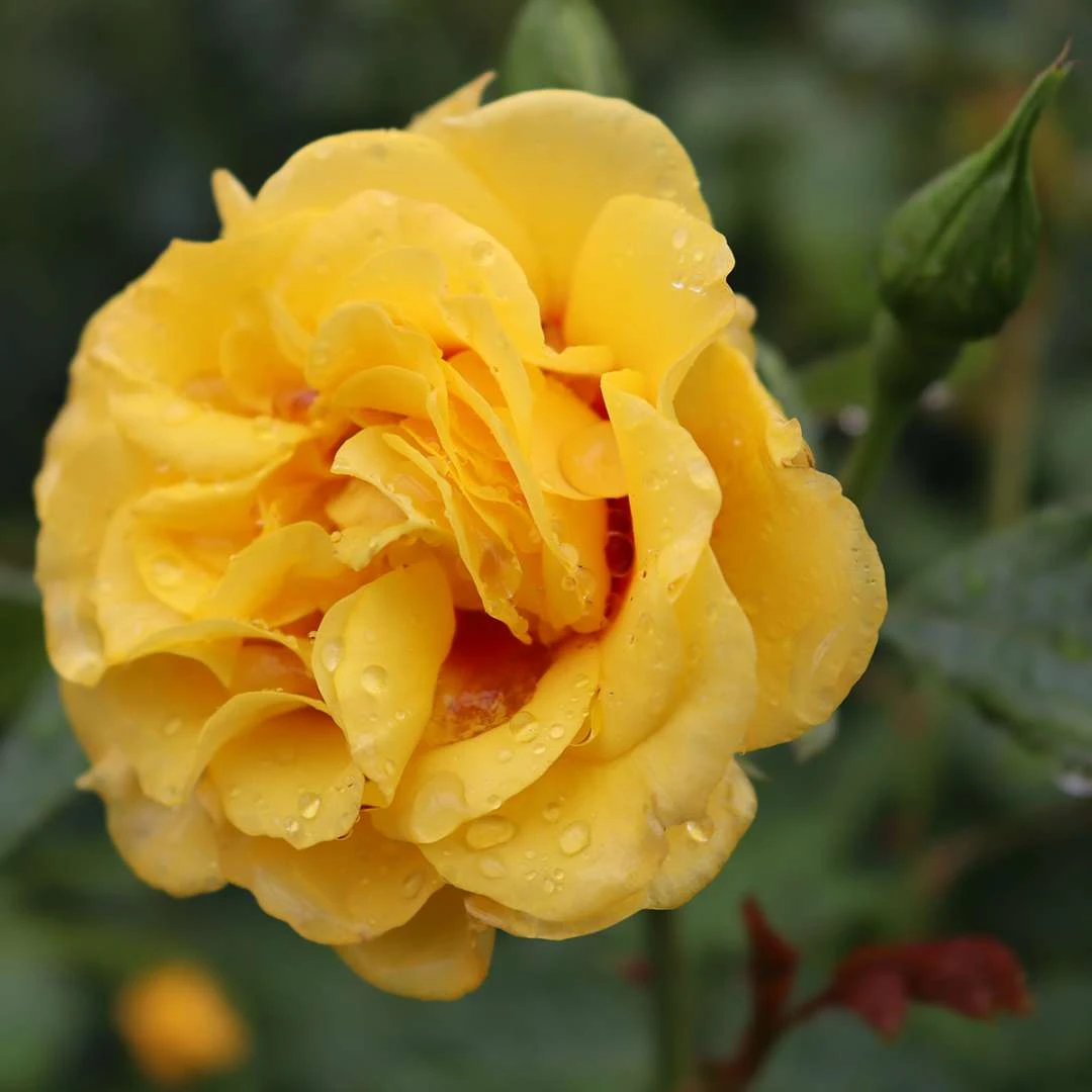 Rise Up™ Ringo® Climbing Rose - Proven Winners - 4" Pot 3 Rise Up™ Ringo® Climbing Rose - Proven Winners - 4" Pot
