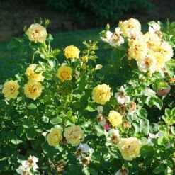 Rise Up™ Ringo® Climbing Rose - Proven Winners - 4" Pot 9 Rise Up™ Ringo® Climbing Rose - Proven Winners - 4" Pot -Cheap Plants Store rosa rise up ringo 5 1080 1080 60 12564.1654621680