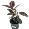 Strawberry & Cream Ruby Rubber Tree Plant - Ficus - 6" Pot 2 Strawberry & Cream Ruby Rubber Tree Plant - Ficus - 6" Pot -Cheap Plants Store rubysncrubber6inchnew 67227.1596226829