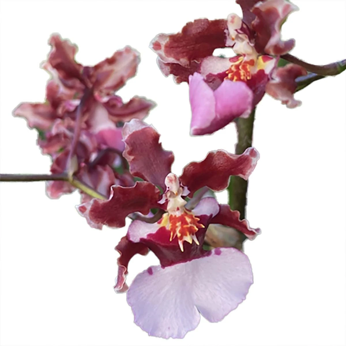 Ruth's Rainbow Over The Rainbow Orchid - Oncidium - 2" Pot - Collector Orchids 4 Ruth's Rainbow Over The Rainbow Orchid - Oncidium - 2" Pot - Collector Orchids - Image 2