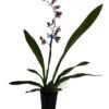 Ruth's Rainbow Over The Rainbow Orchid - Oncidium - 2" Pot - Collector Orchids 2 Ruth's Rainbow Over The Rainbow Orchid - Oncidium - 2" Pot - Collector Orchids -Cheap Plants Store ruthrainbow2in 71214.1696524969