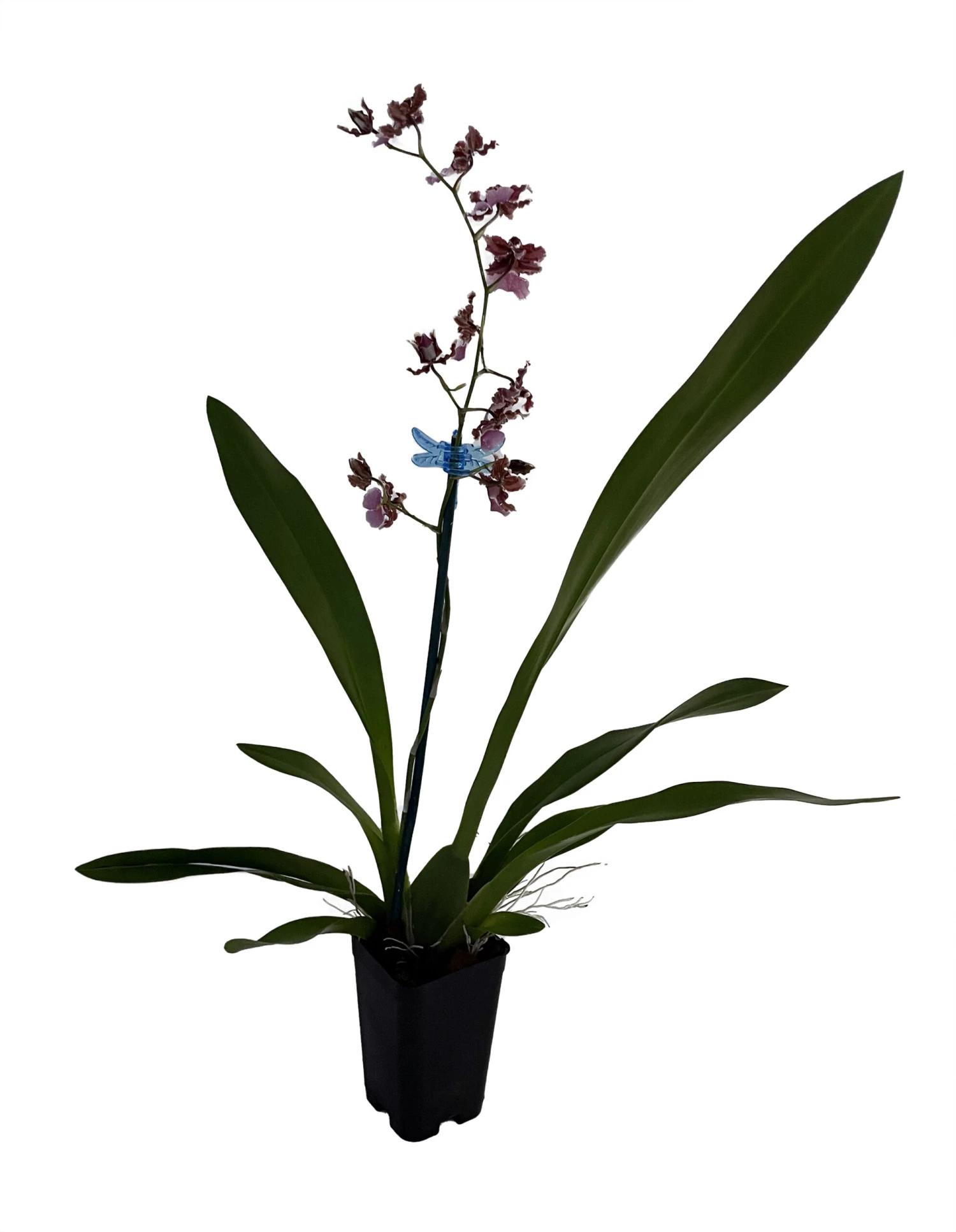 Ruth's Rainbow Over The Rainbow Orchid - Oncidium - 2" Pot - Collector Orchids 3 Ruth's Rainbow Over The Rainbow Orchid - Oncidium - 2" Pot - Collector Orchids