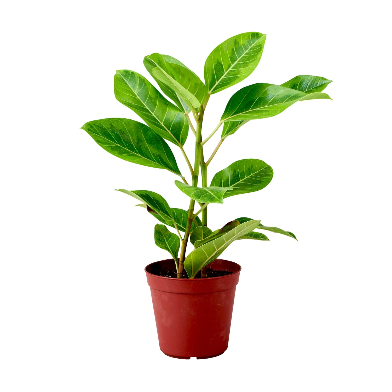 Golden Gem Rubber Tree Plant - Ficus Altissima - 4" Pot 4 Golden Gem Rubber Tree Plant - Ficus Altissima - 4" Pot - Image 2