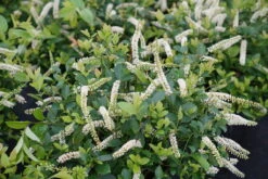 ScentlandiaĀ® Sweetspire - 4" Pot - Itea - Proven Winners