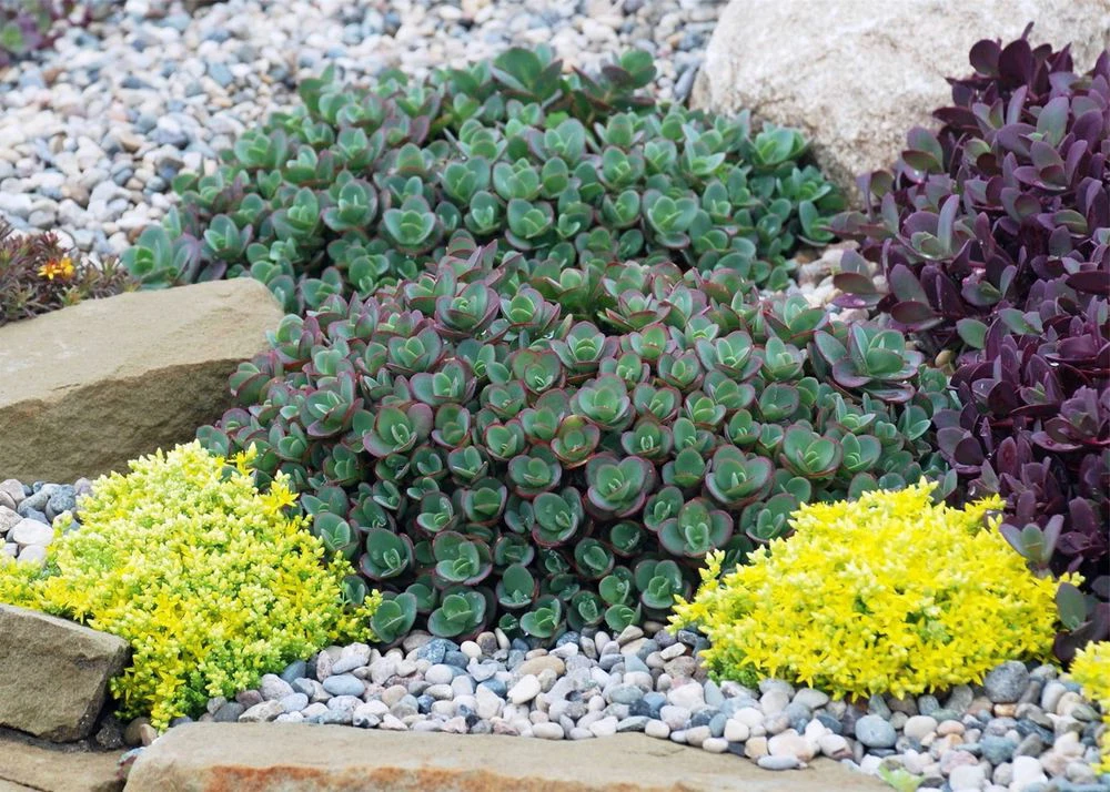 SunSparkler® Lime Zinger Sedum - Stonecrop - Loves The Sun - Quart Pot 4 SunSparkler® Lime Zinger Sedum - Stonecrop - Loves The Sun - Quart Pot - Image 2