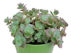 SunSparkler® Lime Zinger Sedum - Stonecrop - Loves The Sun - Quart Pot 8 SunSparkler® Lime Zinger Sedum - Stonecrop - Loves The Sun - Quart Pot -Cheap Plants Store sedumlime20zingerhr3 55813.1615982117