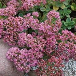 SunSparkler® Lime Zinger Sedum - Stonecrop - Loves The Sun - Quart Pot 9 SunSparkler® Lime Zinger Sedum - Stonecrop - Loves The Sun - Quart Pot -Cheap Plants Store sedumlimezinger3 31390.1615982117