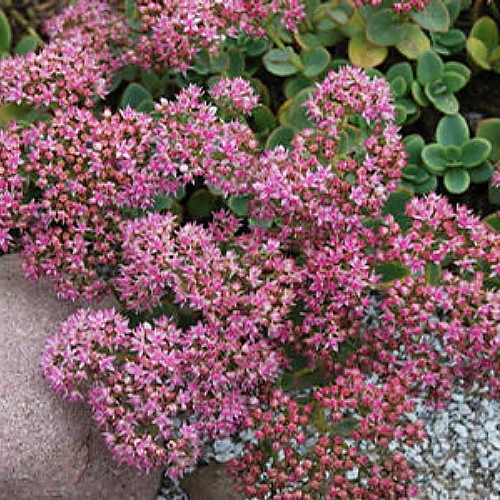 SunSparkler® Lime Zinger Sedum - Stonecrop - Loves The Sun - Quart Pot 6 SunSparkler® Lime Zinger Sedum - Stonecrop - Loves The Sun - Quart Pot - Image 4