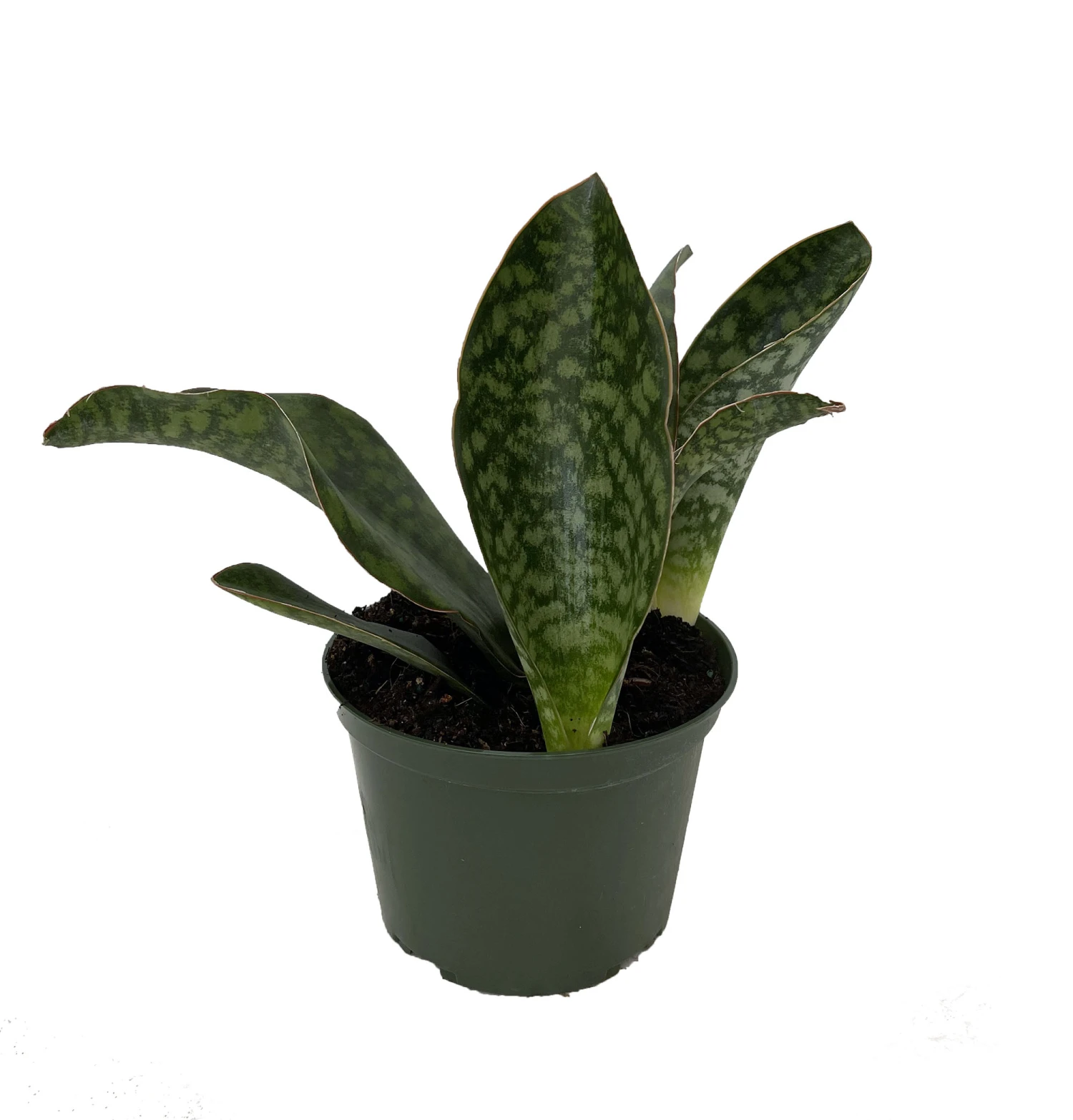 Shark Fin Snake Plant - Whale Fin - Sanseveria Masoniana - 6" Pot - Collector's 3 Shark Fin Snake Plant - Whale Fin - Sanseveria Masoniana - 6" Pot - Collector's - Image 2