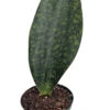 Shark Fin Snake Plant - Whale Fin - Sanseveria Masoniana - 6" Pot - Collector's 1 Shark Fin Snake Plant - Whale Fin - Sanseveria Masoniana - 6" Pot - Collector's -Cheap Plants Store sharkfinsnake6innew 79818.1664205477