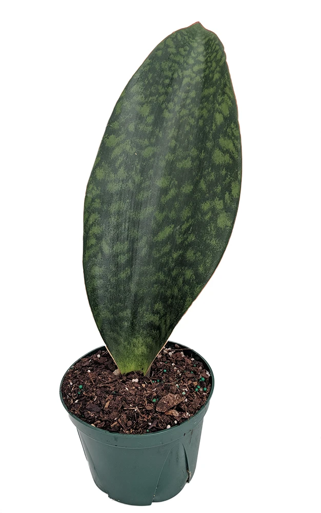 Shark Fin Snake Plant - Whale Fin - Sanseveria Masoniana - 6" Pot - Collector's 2 Shark Fin Snake Plant - Whale Fin - Sanseveria Masoniana - 6" Pot - Collector's