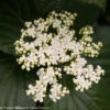 Shiny Dancer⢠Viburnum - 4" Pot - Proven Winners 2 Shiny Dancer⢠Viburnum - 4" Pot - Proven Winners -Cheap Plants Store shiny20dancer20viburnum 2 72077.1615344614