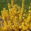 Show Off Starlet® Forsythia - Compact - Hardy - Proven Winners - 4" Pot 1 Show Off Starlet® Forsythia - Compact - Hardy - Proven Winners - 4" Pot -Cheap Plants Store show off sugar baby forsythia 28949.1615344516