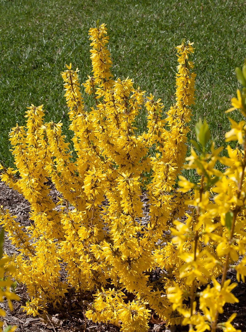 Show Off Starlet® Forsythia - Compact - Hardy - Proven Winners - 4" Pot 3 Show Off Starlet® Forsythia - Compact - Hardy - Proven Winners - 4" Pot