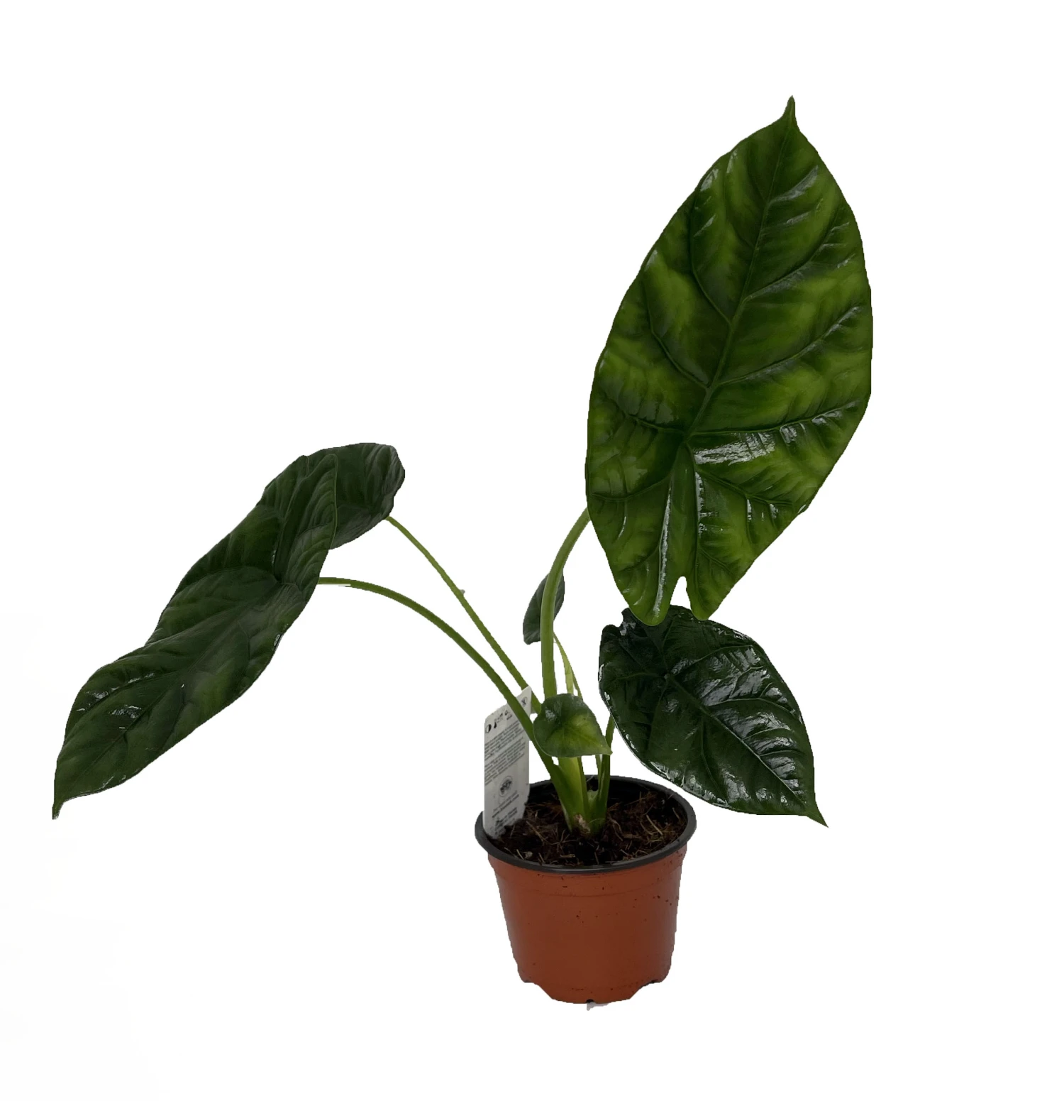 Quilted Dream Elephant Ear - Mirror Face - Alocasia Sinuata - 4" Pot 3 Quilted Dream Elephant Ear - Mirror Face - Alocasia Sinuata - 4" Pot