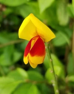 Sister DiscoĀ® Scotch Broom - 4" Pot - Cytisus - Proven Winners