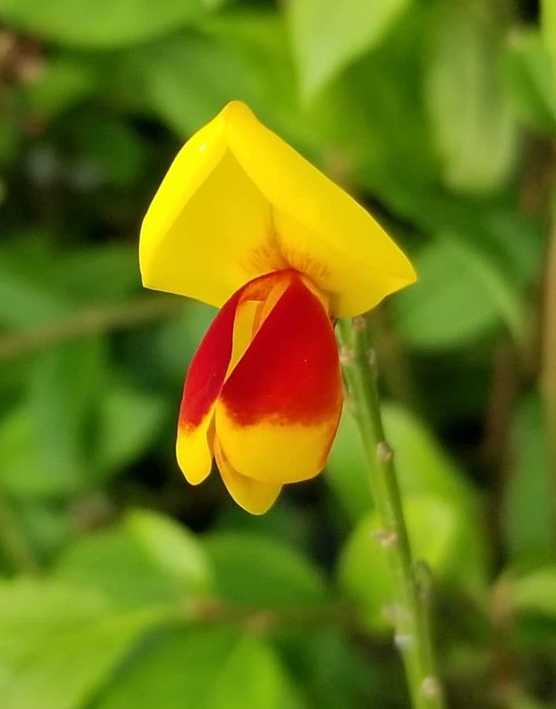 Sister Disco® Scotch Broom - 4" Pot - Cytisus - Proven Winners 3 Sister Disco® Scotch Broom - 4" Pot - Cytisus - Proven Winners