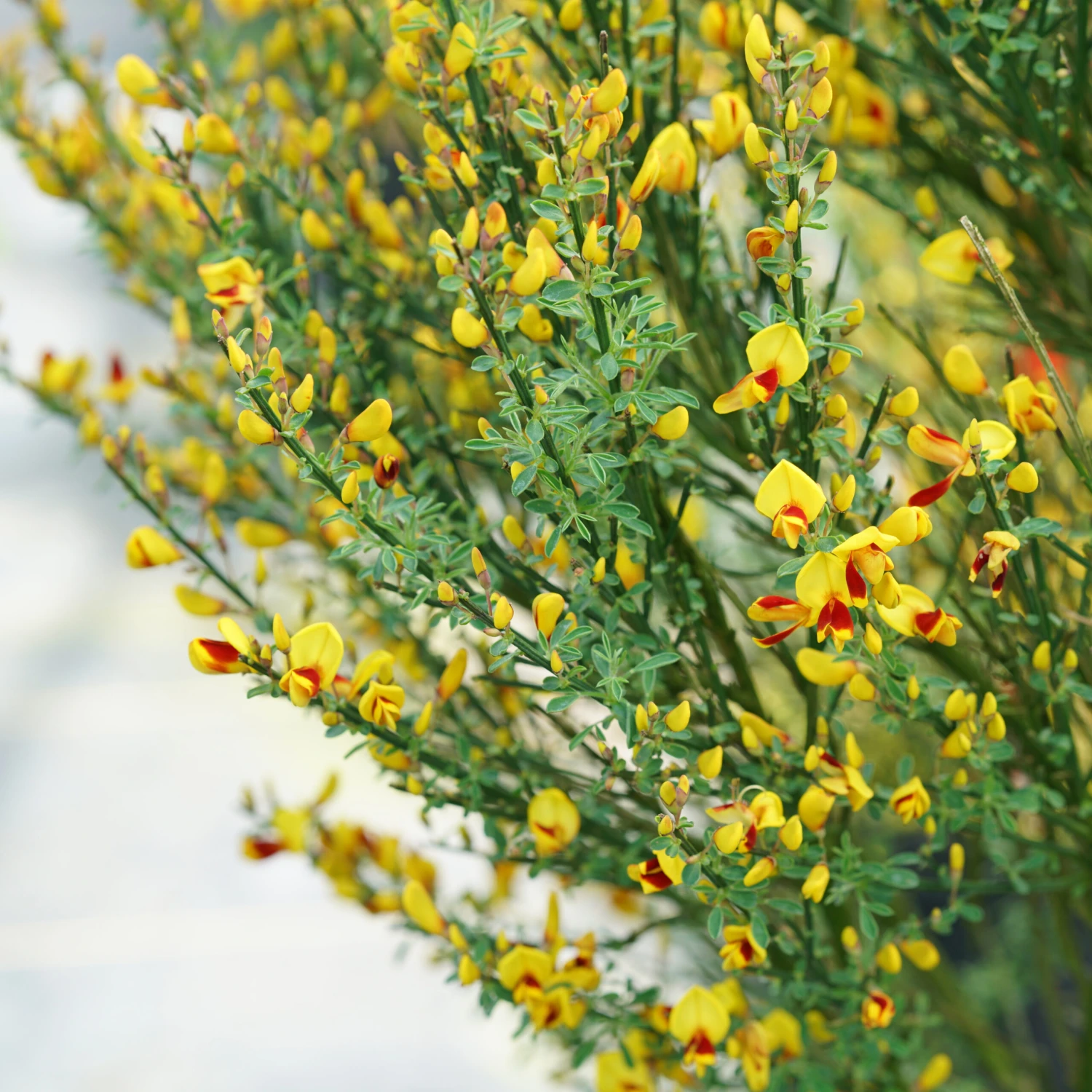 Sister Disco® Scotch Broom - 4" Pot - Cytisus - Proven Winners 4 Sister Disco® Scotch Broom - 4" Pot - Cytisus - Proven Winners - Image 2