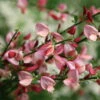 Sister Rosie® Scotch Broom - 4" Pot - Cytisus - Proven Winners 1 Sister Rosie® Scotch Broom - 4" Pot - Cytisus - Proven Winners -Cheap Plants Store sister rosie scotch broom 2 67722.1615344694