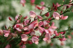 Sister RosieĀ® Scotch Broom - 4" Pot - Cytisus - Proven Winners