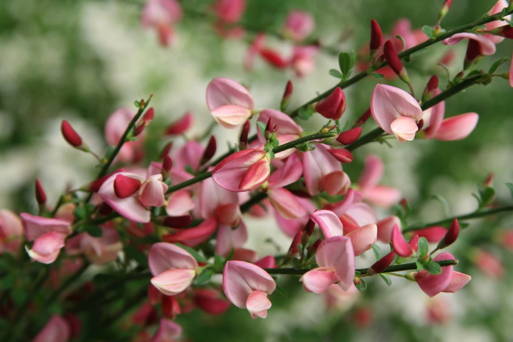 Sister Rosie® Scotch Broom - 4" Pot - Cytisus - Proven Winners 3 Sister Rosie® Scotch Broom - 4" Pot - Cytisus - Proven Winners