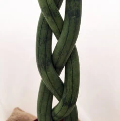'Snake In A Bag' Braided Snake Plant - Sanseveria - 4" Pot Plus Burlap Bag 9 'Snake In A Bag' Braided Snake Plant - Sanseveria - 4" Pot Plus Burlap Bag -Cheap Plants Store snakeinbag11 19982.1628788351